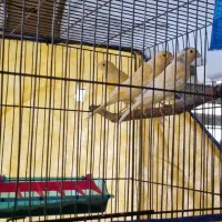 قناری درجه یک و خانگی بی نظیر و سالم و سرحال|پرنده|بروجرد, |دیوار