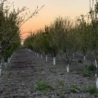 فروش باغ الوچه ۵ساله