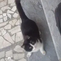 گربه ،گمشده در شهرک نساجی قائمشهر|گربه|قائم‌شهر, |دیوار