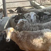 فروش دام زنده با قیمت استثنایی|حیوانات مزرعه|رشت, شهرک آیت الله منتظری|دیوار