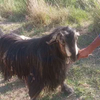 دوبر نر