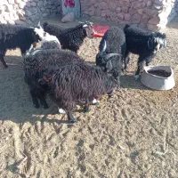 بره وبزغاله نر فروشی