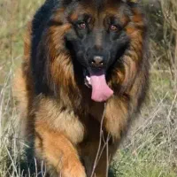 واگذاری سگ ژرمن شپرد شولاین کلاسیک