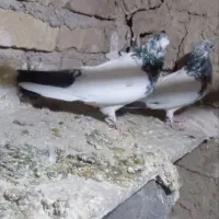 کبوتر کله دم سبز نوک قنار|پرنده|خزل, |دیوار
