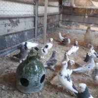 فروش کبوتر در بهبهان|پرنده|فولادشهر, فولادشهر|دیوار
