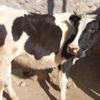 سه عدد تلیسه و یک عدد گاو قصر|حیوانات مزرعه|اهر, |دیوار