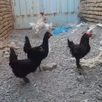 مرغ وخروس گلین ۲۵تا