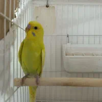 مرغ عشق نر کلکسیونی