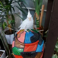 عروس هلندی آلبینو|پرنده|جهرم, |دیوار