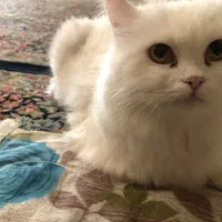 گربه ماده|گربه|کرمان, |دیوار