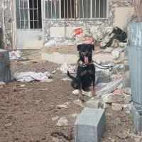 سگ روتیلر یسر آمریکا درجه ۱|سگ|فلاورجان, |دیوار