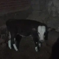 سه‌راس‌گوساله‌نر|حیوانات مزرعه|نظر کهریزی, |دیوار