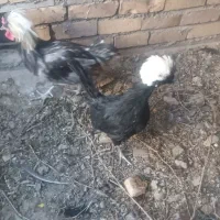 مرغ و خروس لهستانی|حیوانات مزرعه|تربتحیدریه, فتح المبین|دیوار