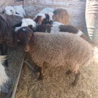 با سلام 4 عدد بره افشاری ماده آبستن 2 ماه