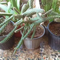 گل و گیاه فروشی|گل و گیاه طبیعی|چابهار, |دیوار