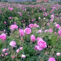 گل محمدی|خوردنی و آشامیدنی|الوند, |دیوار