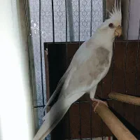 جفت عروس هلندی