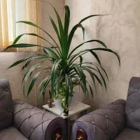 گل پتوس|گل و گیاه طبیعی|شیراز, حومه شیراز|دیوار