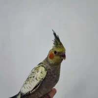 جوجه عروس|پرنده|بهبهان, |دیوار