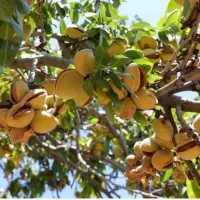 فروش نهال بادام زودبازده و پربار|خدمات باغبانی و درختکاری|اسدآباد, |دیوار