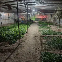 اجاره گلخانه ۳۰۰ متری با سو ئیت خانه سرایداری