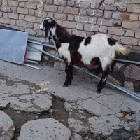 بزغاله پاکستانی|حیوانات مزرعه|کرمانشاه, |دیوار