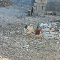 مرغ گلین ریشی|حیوانات مزرعه|خورموج, |دیوار