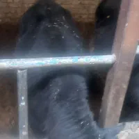 گوساله نر چاق