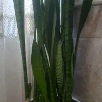 ۲عددگل خوب وسرحال|گل و گیاه طبیعی|نیشابور, مازول|دیوار