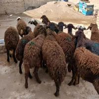 بره ماده شیشک