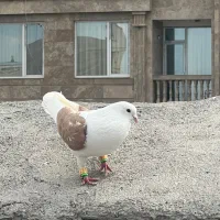 کبوتر پشت زرد