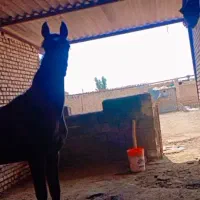 نریان عرب خالص یک سر