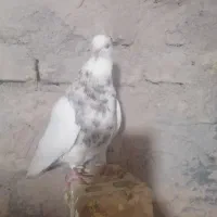 کبوتر نیست،  ط ر ح ا ح س ا ن ب ان ک کشاورزی