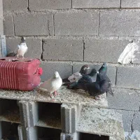 کفتر مسافتی وتهرانی