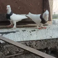 کبوتر رنگی