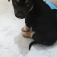 فروش فوری توله سگ دوبرمن|سگ|تهران, تجریش|دیوار