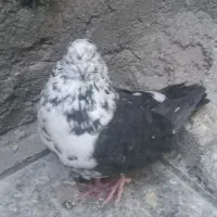 نر سوسکی نوک ریز کله پفکی|پرنده|بیستون, |دیوار