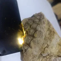 فسیل ردیف دندان