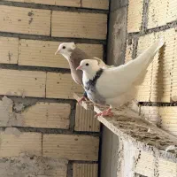 فروش ۳۰عدد طوقی از جنس الماسی اجری سیاه