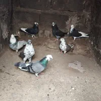 کفتر|پرنده|قلقل رود, |دیوار