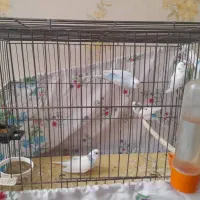 ۴ عدد مرغ عشق سالم مادر به همراه سه جوجه|پرنده|ری, هاشمآباد|دیوار