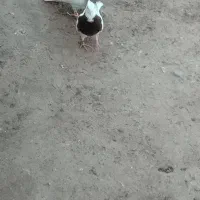 کفترطوقی‌ذات‌هفرنگ‌|پرنده|شامکان, |دیوار