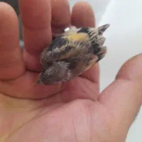 سهره جفتی|پرنده|اصفهان, خواجو|دیوار