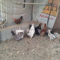 مرغ و خروس|حیوانات مزرعه|رباط‌کریم, رباط‌کریم|دیوار