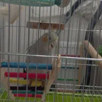 عروس هلندی|پرنده|اندیشه, اندیشه فاز ۲|دیوار