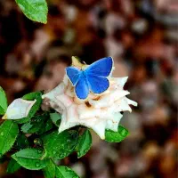 مشاوره گیلان گردی و گردشگری رایگان