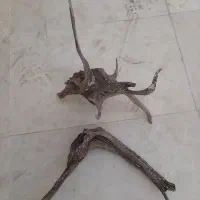 چوب آبنوس
