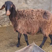 بره ماده و شیشک