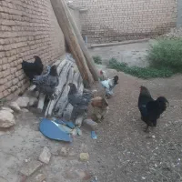 تخم مرغ برهما نطفه دار  وبه شرط
