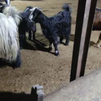 کهره چاق|حیوانات مزرعه|بندر گناوه, |دیوار